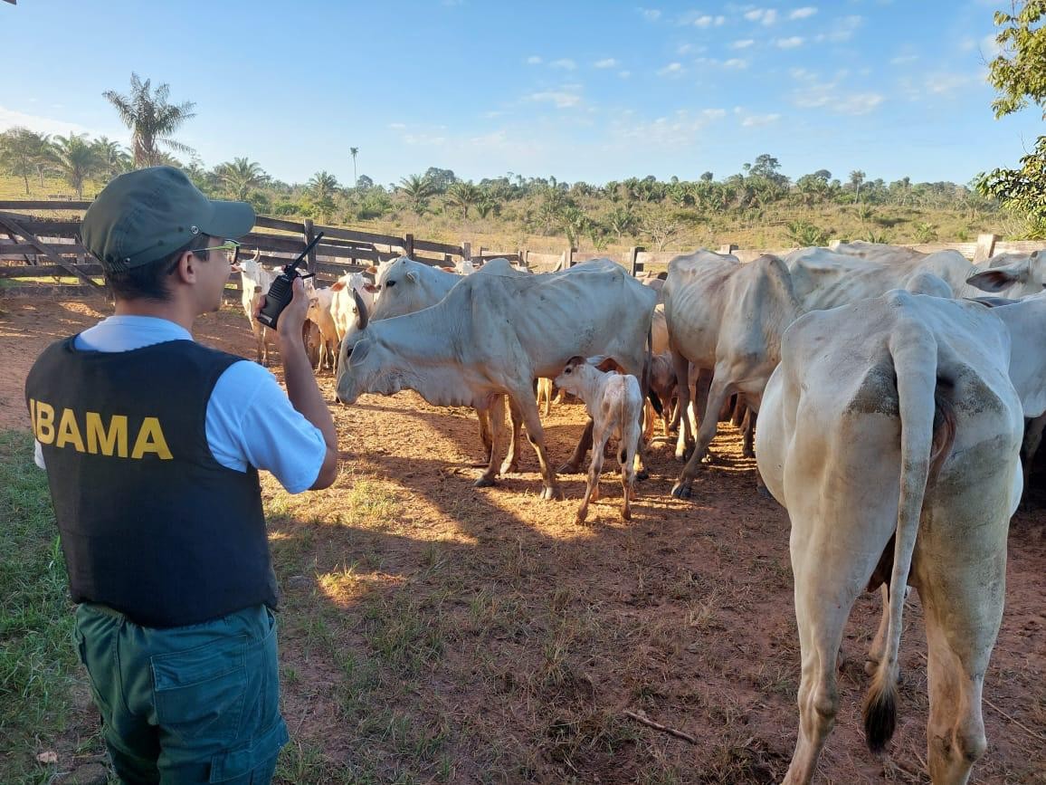 Suspeito de roubar gado apreendido na Terra Indígena Apyterewa é preso pela PF no Pará