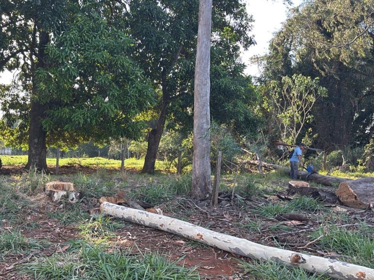 Trabalhador morre eletrocutado enquanto podava árvore em Campo Grande