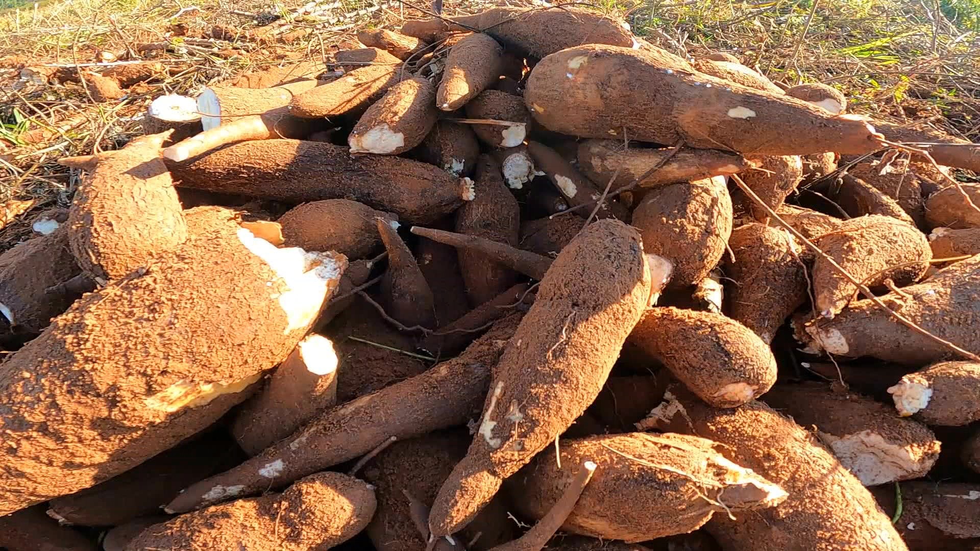 'Perder uma roça é perder uma vida': o drama dos indígenas do Amapá causado pela vassoura-de-bruxa da mandioca