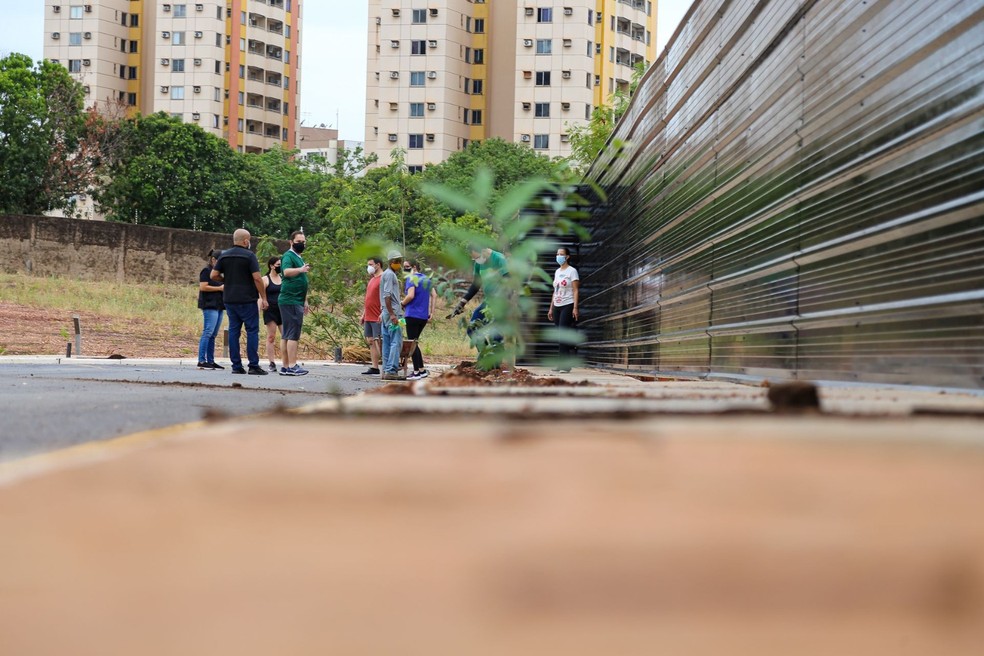 A obrigação da poda, em residências particulares, é do dono das áreas. — Foto: Assessoria Projeto Verde Novo