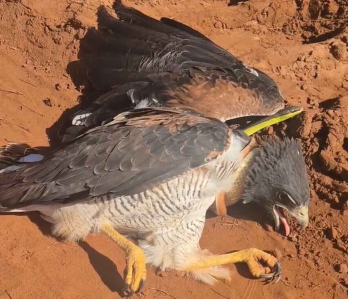 Gavião ataca cobra e acaba imobilizado por serpente em MS; v