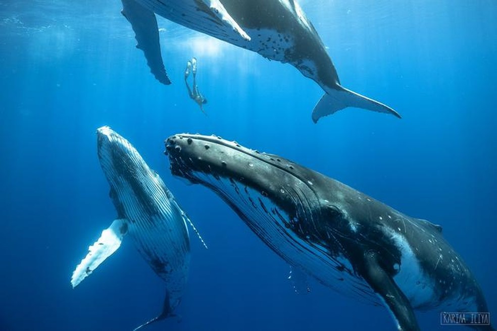 Um mergulhador desce entre três baleias jubarte jovens, que têm o tamanho de um ônibus — Foto: Karim Iliya