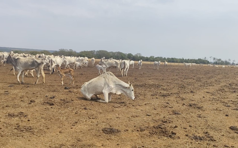 Nos anos de 2022 e 2023, a propriedade rural já havia sido notificada por falta de nutrição suficiente aos bois. — Foto: Polícia Militar de Mato Grosso