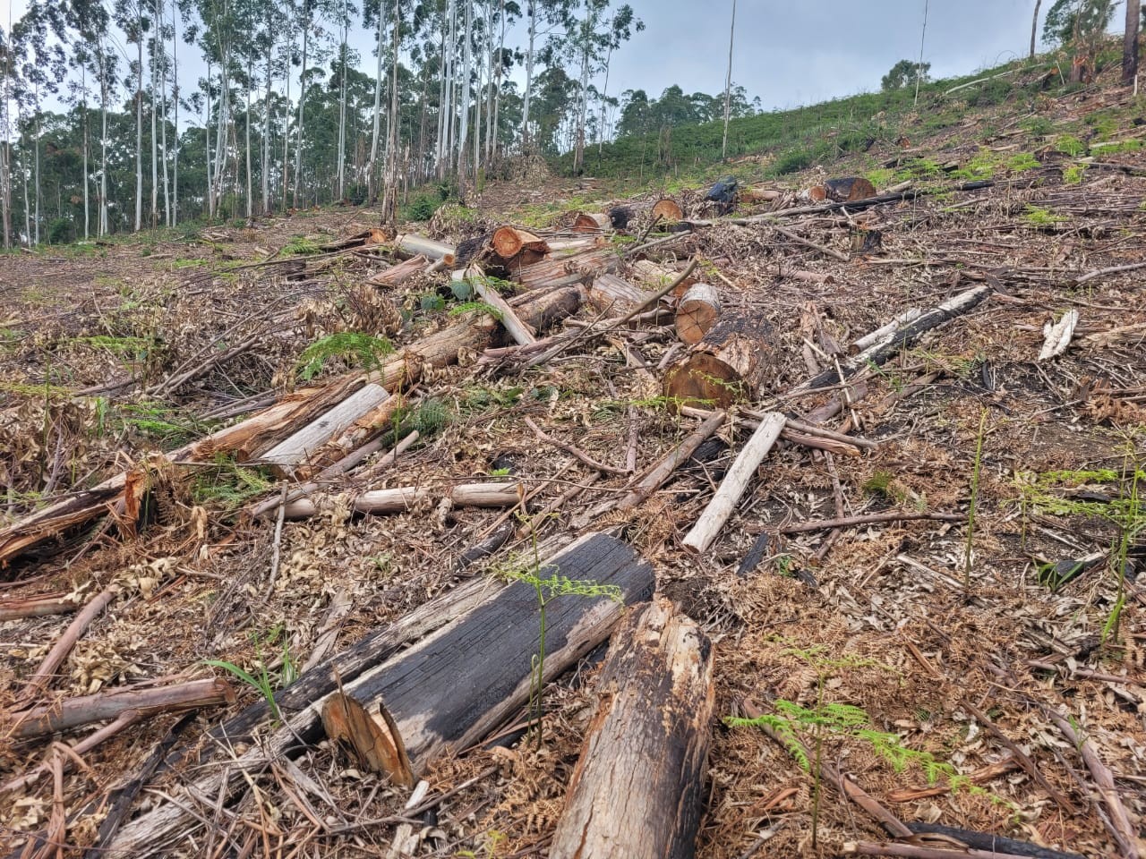 Homem morre atingido por tronco enquanto cortava eucalipto em Rio Pomba