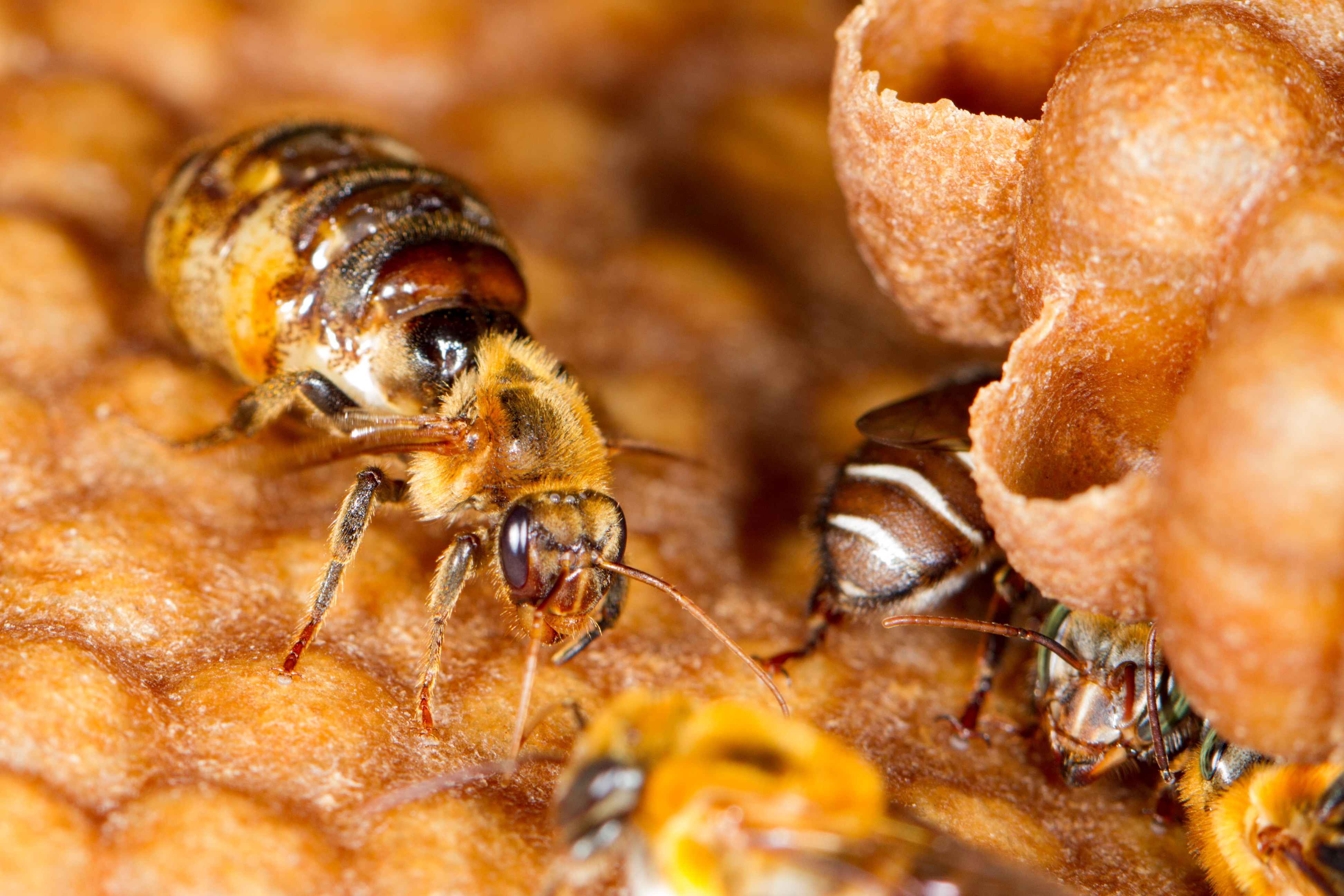 Abelhas amazônicas se tornam primeiros insetos do mundo a ter direitos reconhecidos por lei; entenda