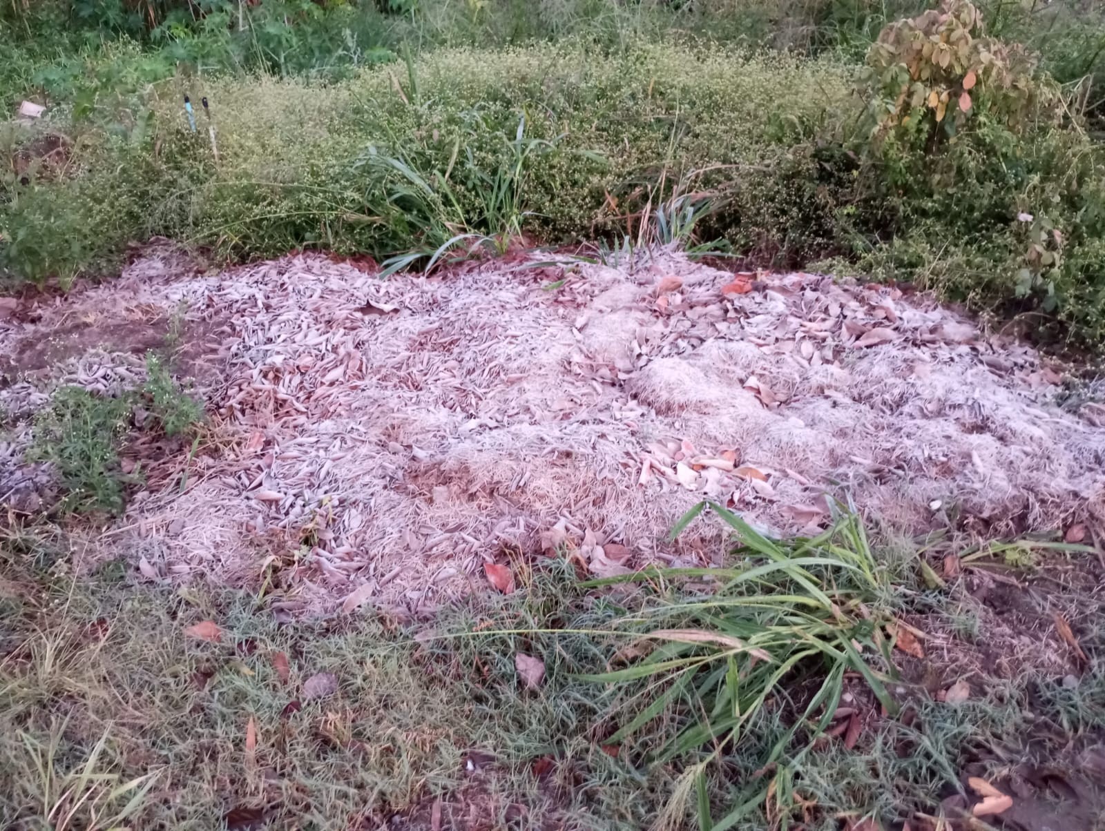 Geada: Limeira registra 0ºC e Piracicaba tem mínimas abaixo de 5ºC; veja até quando vai o frio