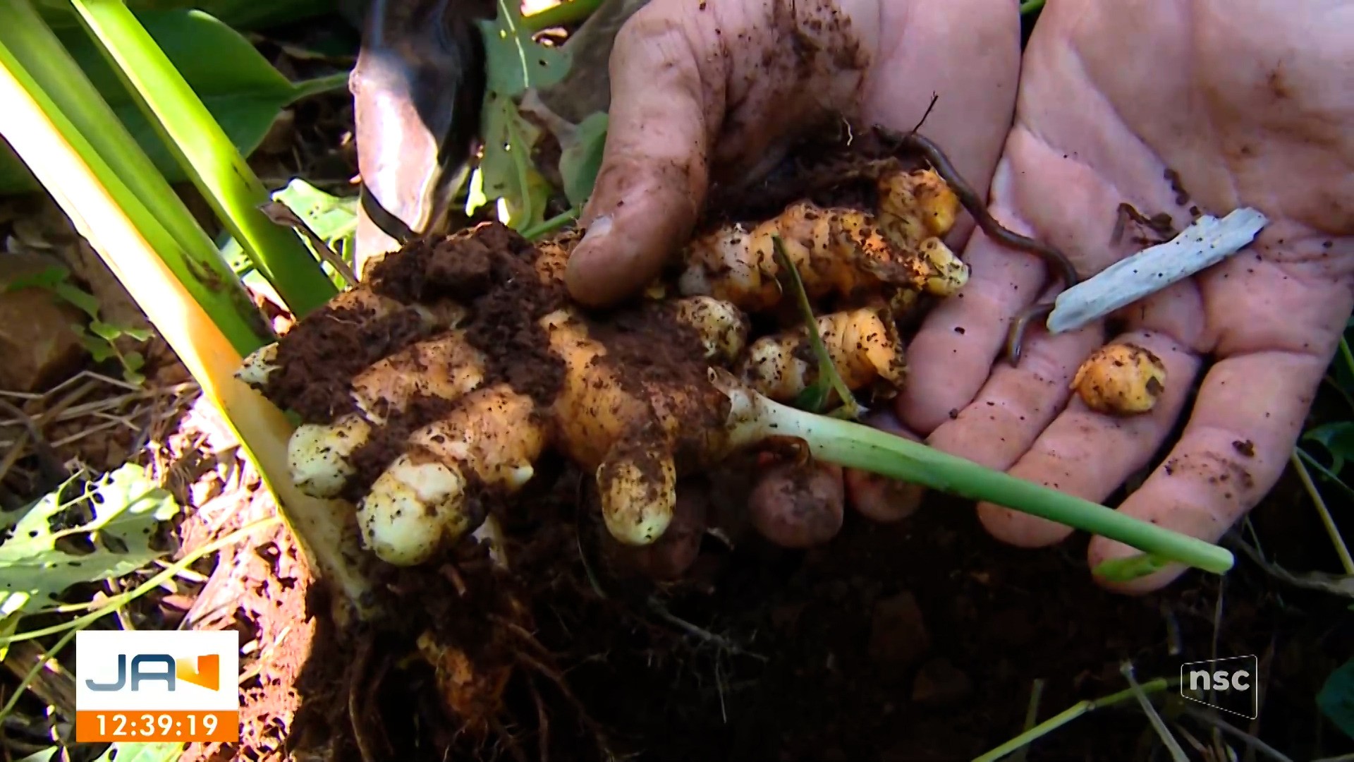 'Da terra pra Terra': produzir alimentos, fazendo bem pro meio ambiente