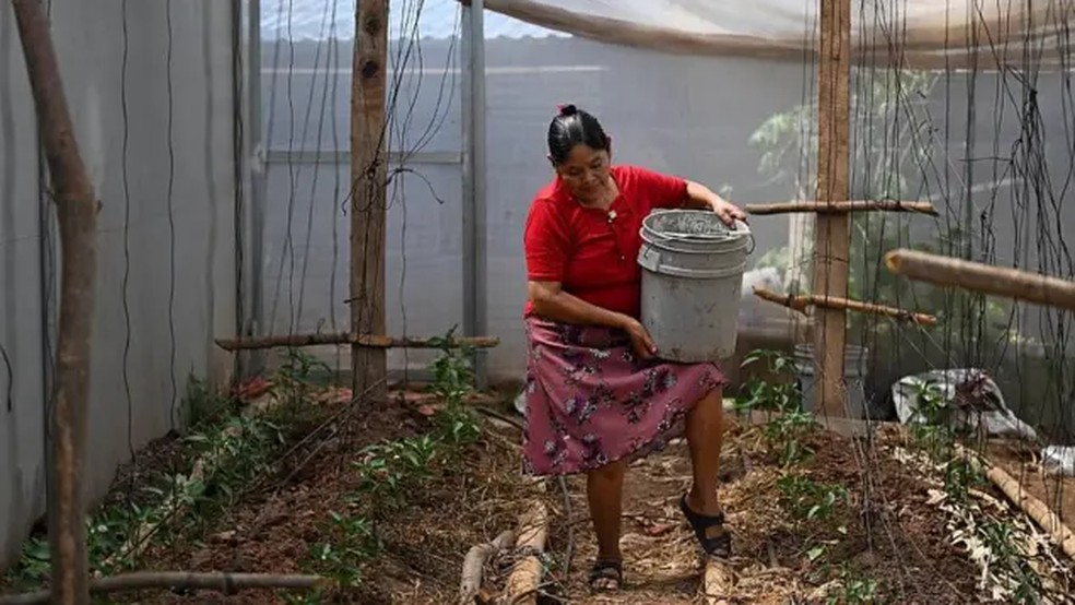 Vilma Ortiz, no Departamento de Morazán, em El Salvador, tenta salvar seus pimentões, que ela plantou no lugar de tomates este ano porque, segundo lhe disseram, eles aguentam mais a seca. — Foto: AFP via Getty Images/BBC