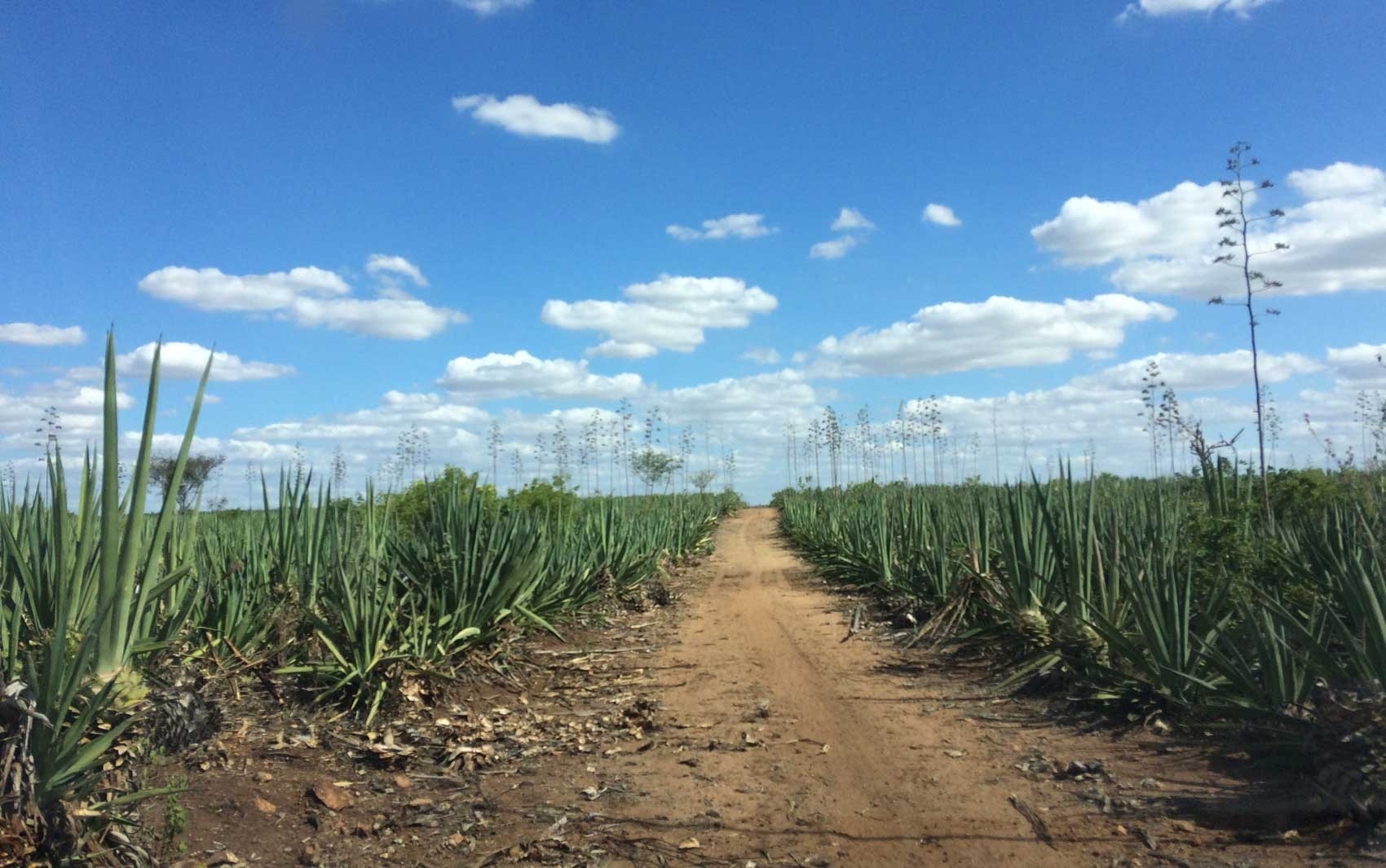 Censo IBGE 2022: Bahia é o estado com maior população rural do país
