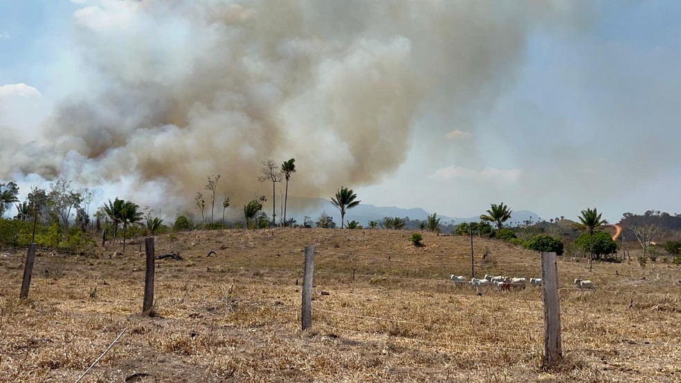 Gados fogem do fogo em Amajari, Norte de Roraima — Foto: Samantha Rufino/g1 RR