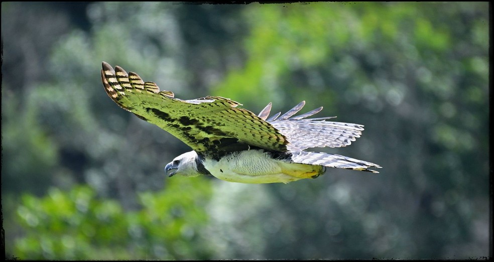 Harpias são extremamente territorialistas e podem interpretar a vocalização como uma possível ameaça ou novidade em seu domínio — Foto: José Roberto Guido Mendez/Reserva Ecológica Cunhataí Porã