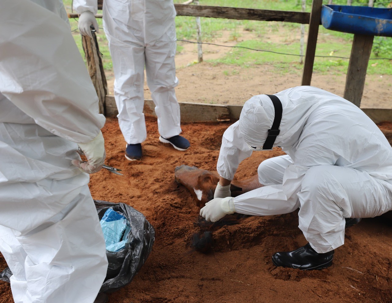 Nova morte de cavalo em chácara de Manaus é investigada por suspeita de intoxicação