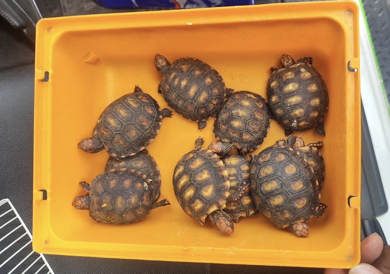 Jabutis-piranga são resgatados após denúncia para GCM de Suzano