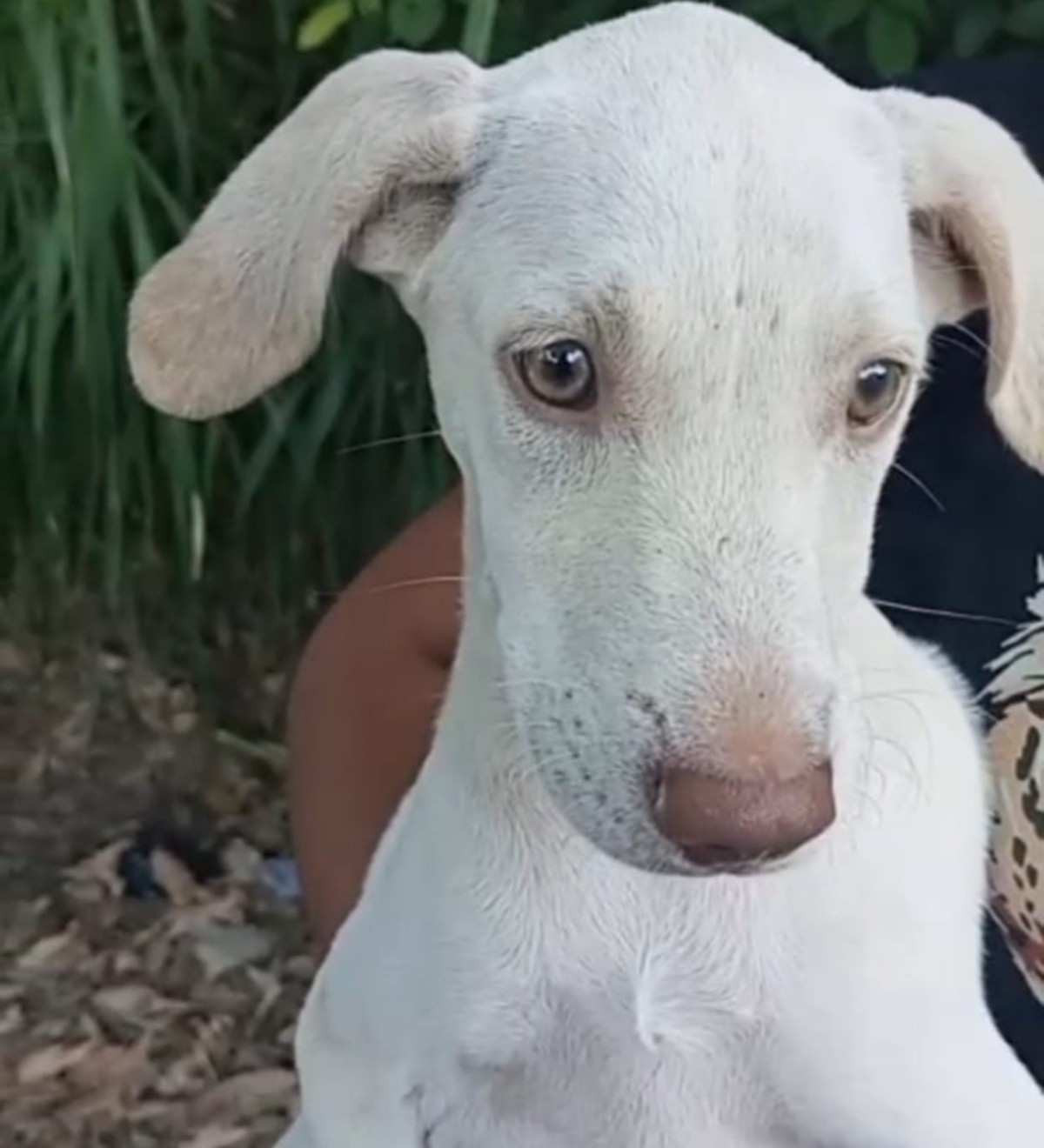 Homem é preso após agredir filhote de cão com galho de árvore e água gelada em Piraí