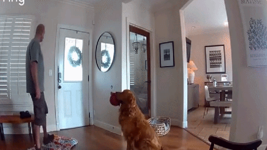 Péssimo cão de guarda, ótimo anfitrião: golden tenta brincar com bandido