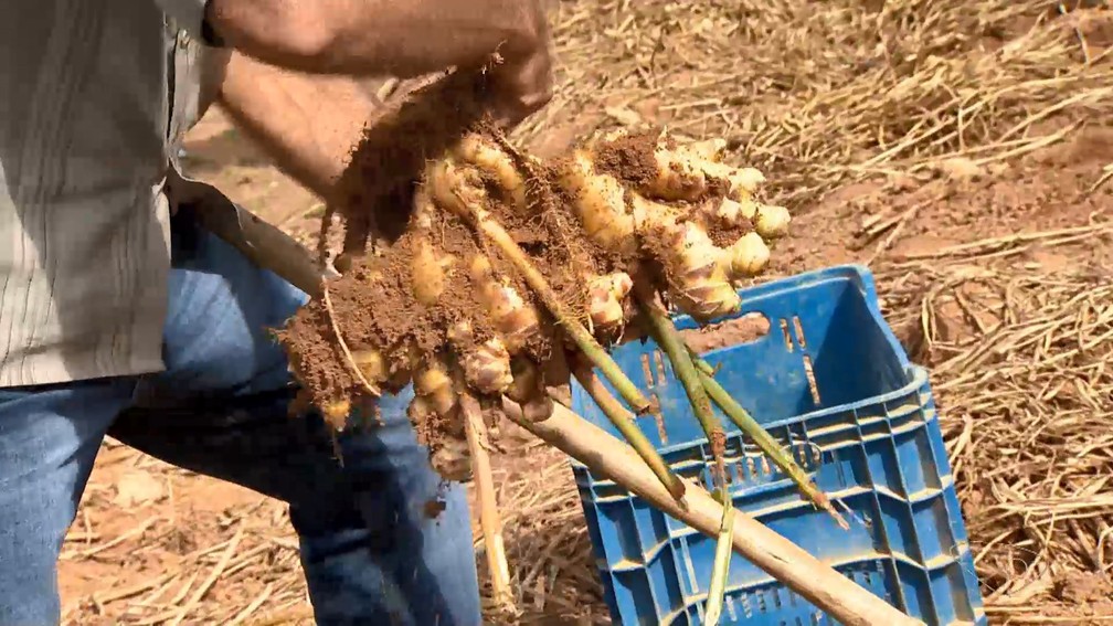 Produção de gengibre no Espírito Santo é a maior do país — Foto: Reprodução/TV Gazeta