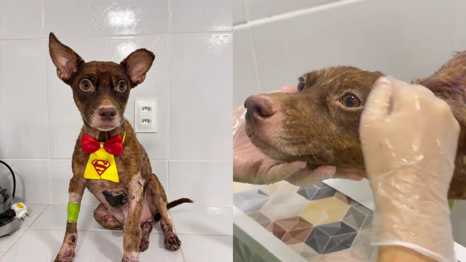Cachorro resgatado após ser arrastado por carro em Teresina continua internado e ganha coleira de super-herói