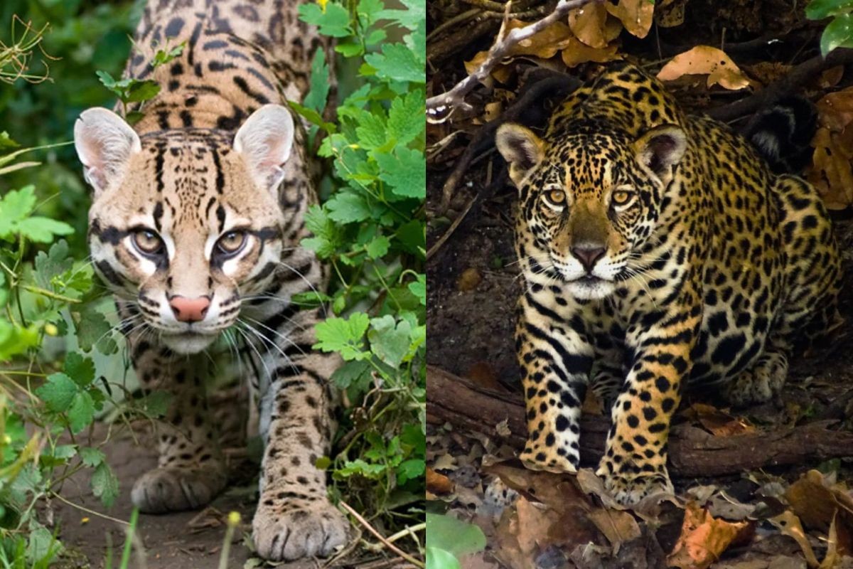 Onça-pintada? Encontro com felinos em canavial assusta trabalhadores e divide internet