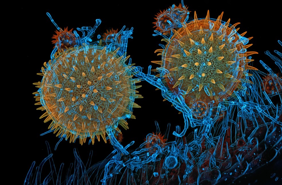Grãos de pólen de malva germinando sobre o estigma enquanto são parasitados por fungo filamentoso. A imagem do americano Igor Siwanowicz conquistou o 8º lugar no Nikon Small World 2025. — Foto: Igor Siwanowicz / Nikon Small World 2025