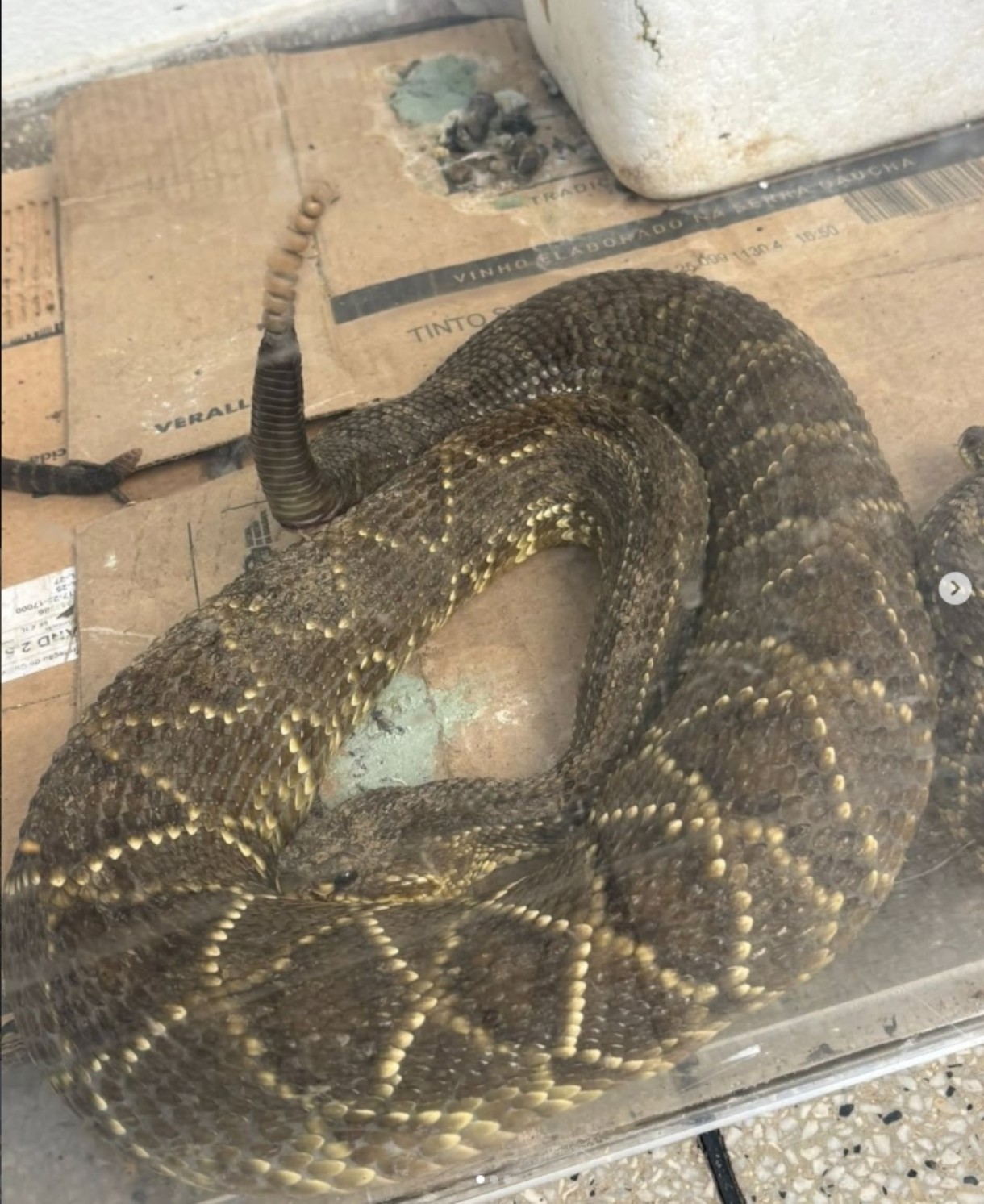 Cobra cascavel é encontrada em Valença