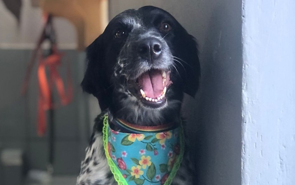 Cadela Haxa, que morreu enforcada em pet shop de Planaltina de Goiás — Foto: Arquivo pessoal/Angélica Alves Fernandes