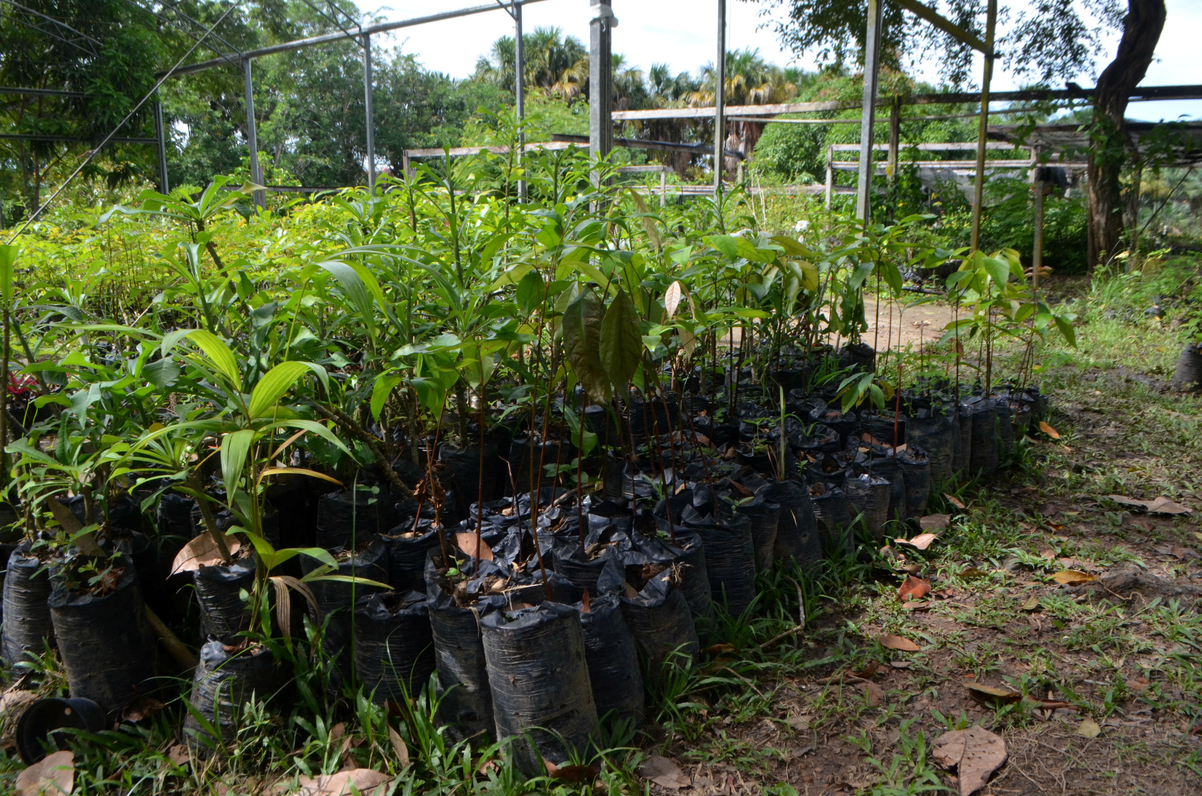 Da copaíba ao mastruz: conheça plantas medicinais encontradas na Amazônia e os cuidados no uso