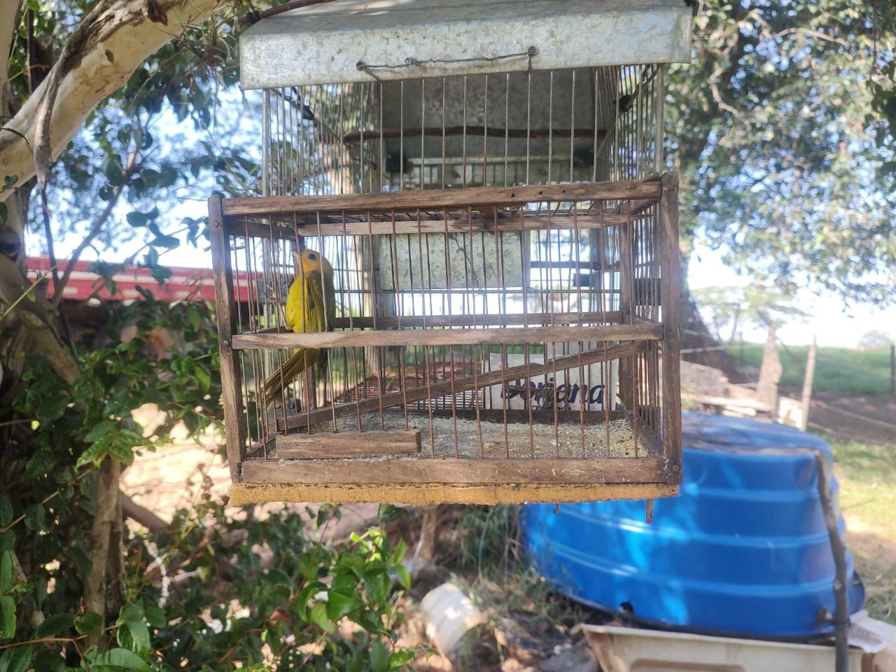 Ao utilizar alçapão com pássaro da mesma espécie para capturar ave silvestre, idoso é multado em R$ 1 mil, em Mariápolis