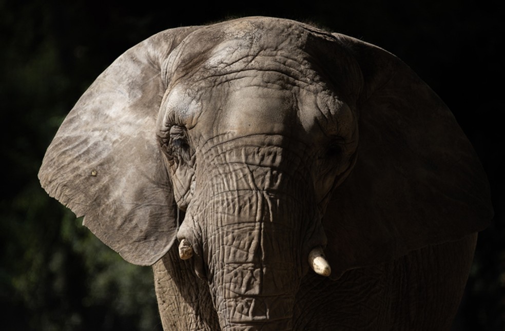 Elefanta Pupy — Foto: SEB