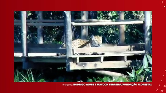Onça-pintada Juçara é flagrada ‘tomando um solzinho’ no Parque Estadual do Morro do Diabo; VÍDEO - Programa: G1 TV Fronteira 