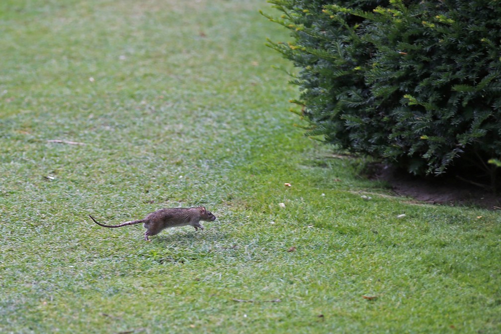 G1 - Britânico encontra rato de mais de 1 m perto de parque