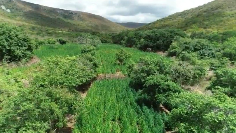 Advogado de 71 anos suspeito de ser proprietário de fazenda usada para cultivo de maconha é preso em Salvador 