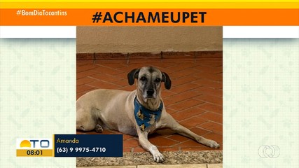 Tutora procura cachorro que desapareceu na quadra 110 Sul em Palmas