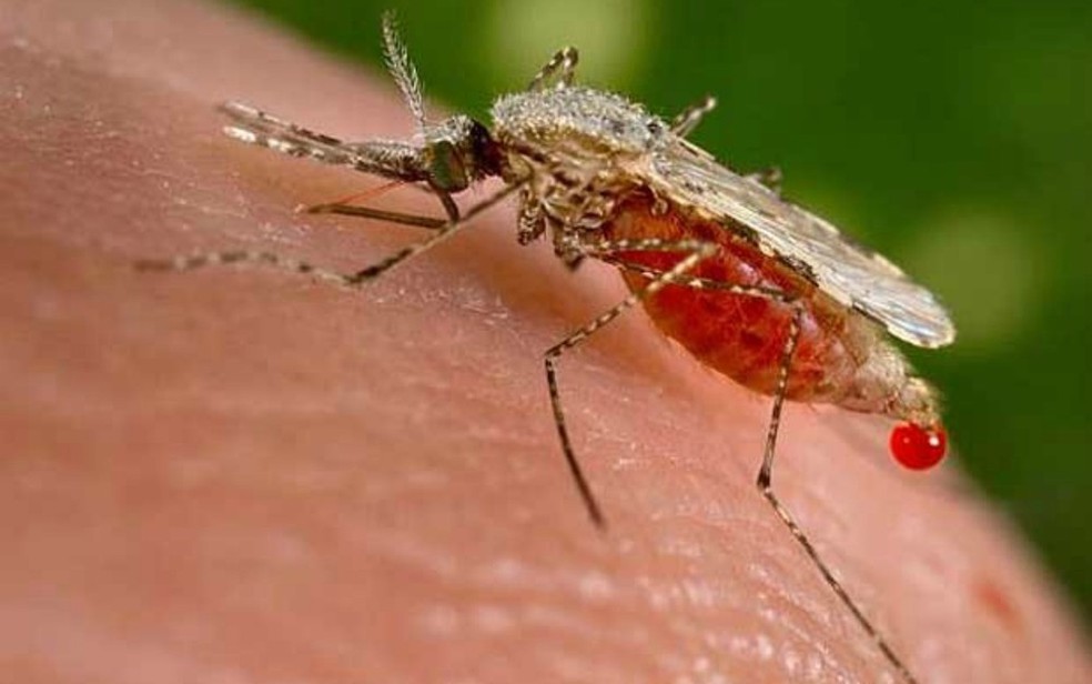 O mosquito Anopheles stephensi é o vetor da malária — Foto: Jim Gathany/CDC/Reuters