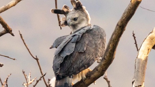 Maior águia do planeta quase extinta tem mistério revelado