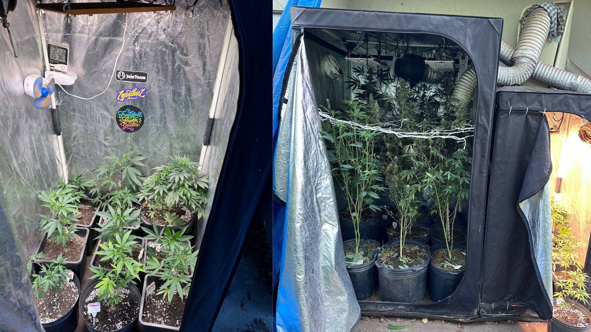 Advogado é preso suspeito de cultivar e vender maconha em casa de luxo no DF