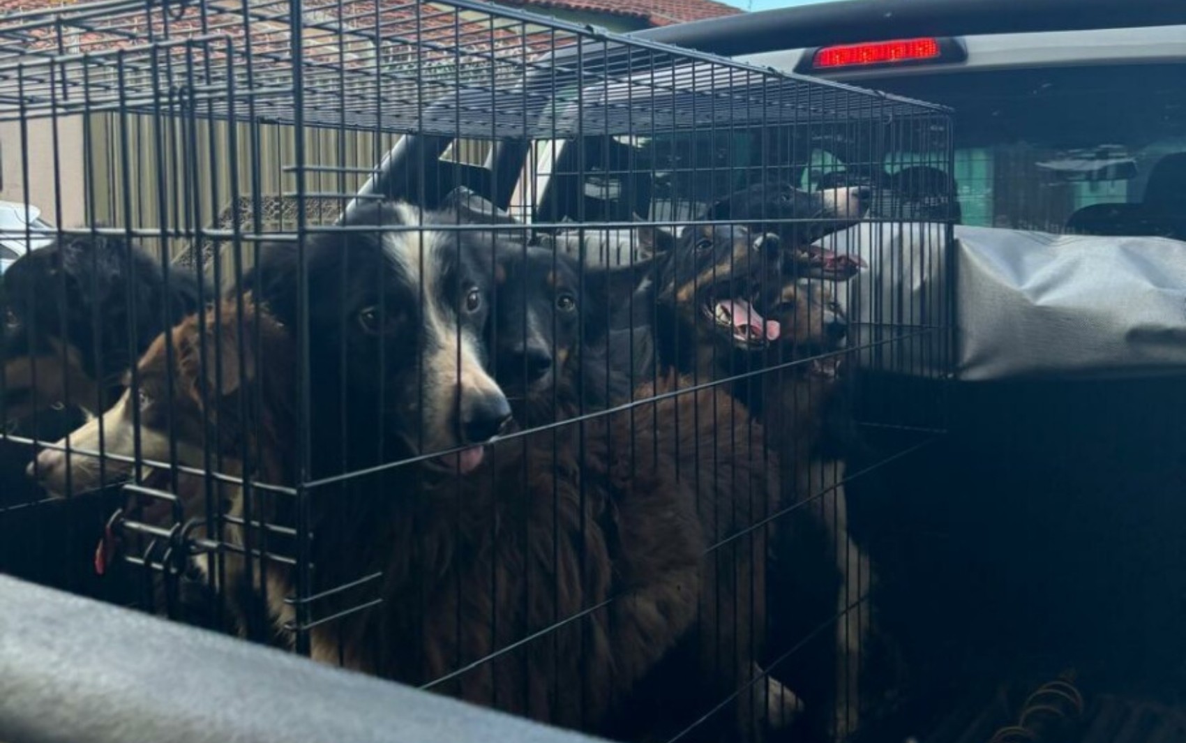 Adestrador é preso suspeito de maus-tratos após 12 cães serem encontrados sem água e comida