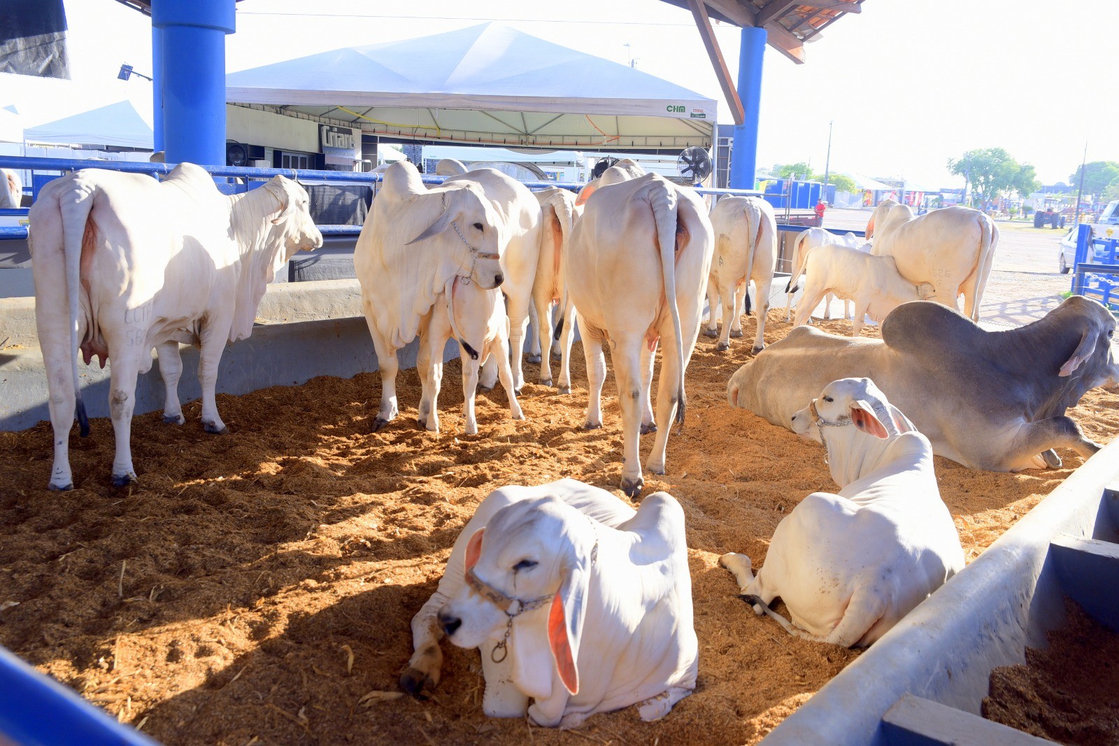 Exposição-Feira Agropecuária deve movimentar R$ 600 milhões em negócios em Roraima