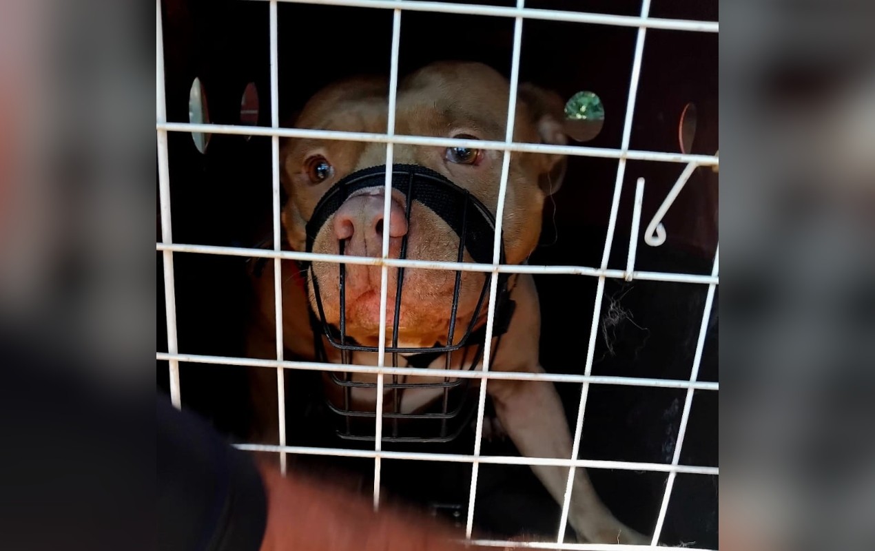Pitbull é apreendido pela Polícia Civil após atacar moradores em Guareí