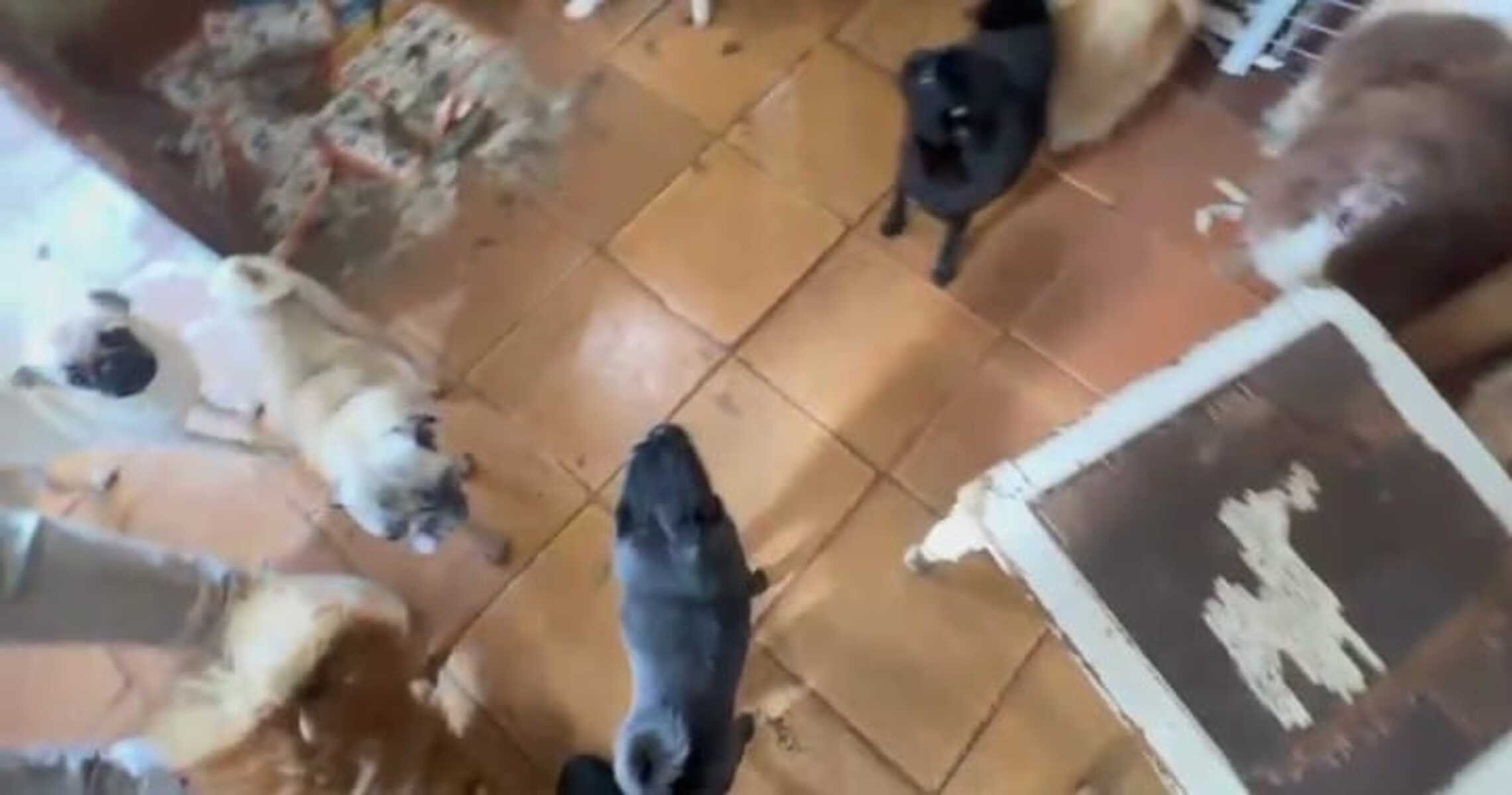 Polícia encontra canil clandestino com cerca de 100 animais em Arujá