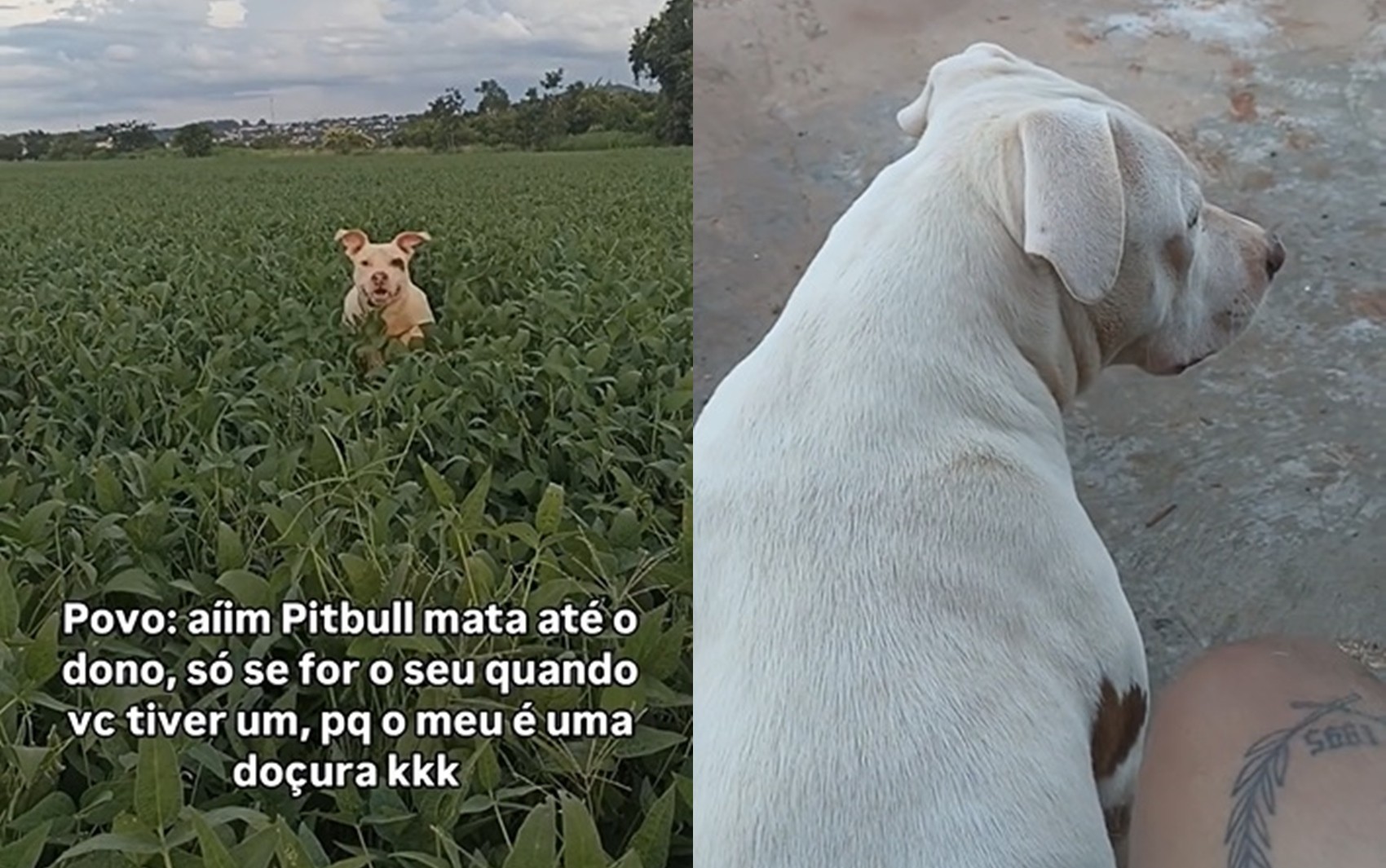 Pit bull pula no meio de plantação para acompanhar dono e diverte a internet: ‘Cãoguru’