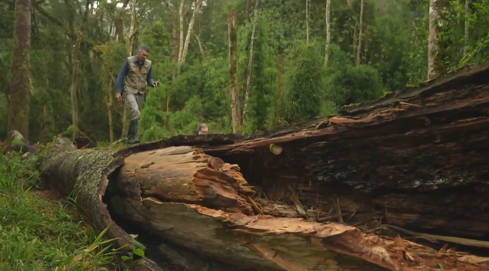 Pesquisador anda sob a araucária gigante que caiu em Santa Catarina. — Foto: Reprodução/Globo Rural