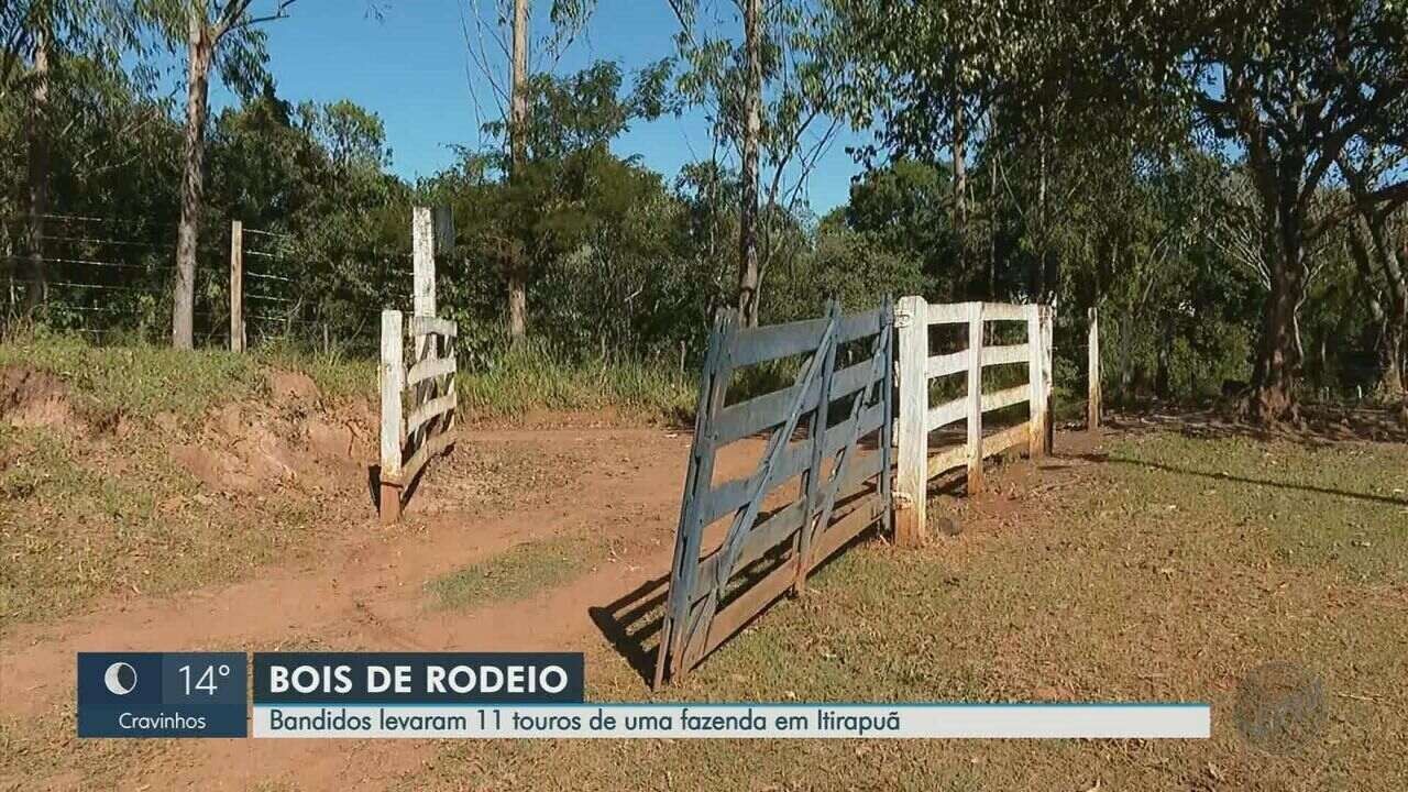Dono de boiada de rodeio furtada em Itirapuã, SP, oferece recompensa ...