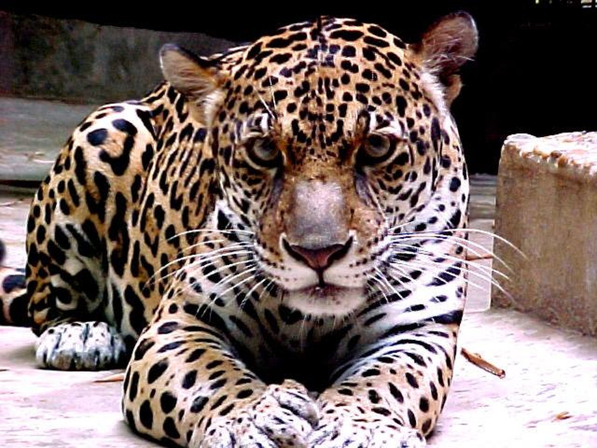 Morre onça-pintada símbolo de reserva e vista por mais de 40 mil