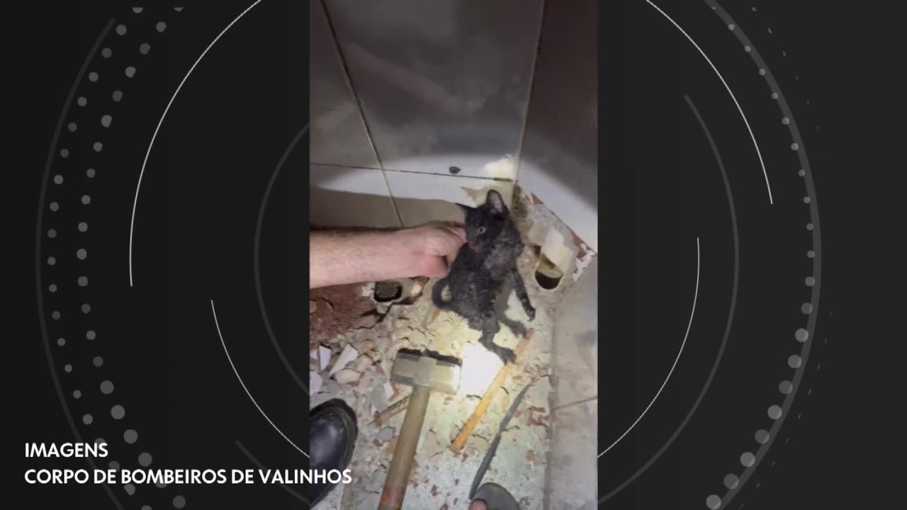 Vídeo: gatinho fica preso em cano de 75 milímetros e Bombeiros quebram banheiro para resgatá-lo em SP