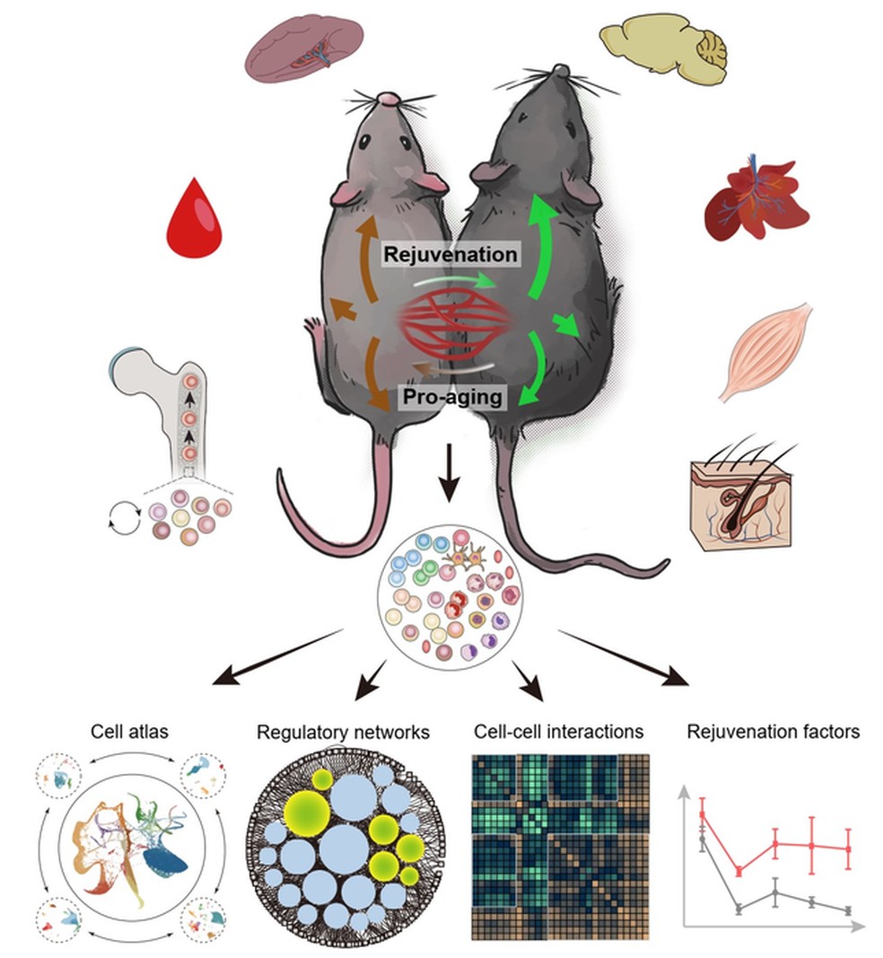 Ilustra&ccedil;&atilde;o do estudo chin&ecirc;s sobre parabiose entre camundongos. &mdash; Foto: Reprodu&ccedil;&atilde;o/ Cell Stem Cell