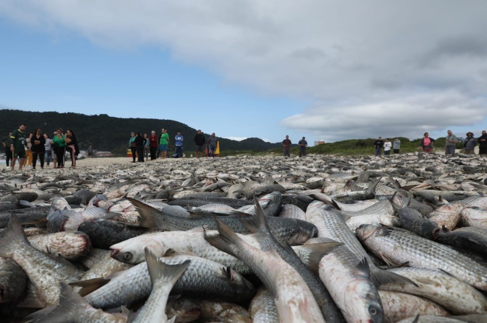 Pesca da  tainha na Barra da Lagoa, em Florianópolis, em 22 de maio de 2024 — Foto: Lucas Amorelli/NSC