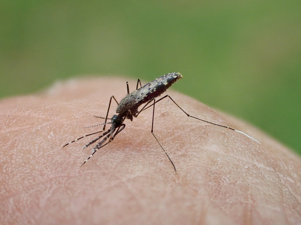 Mosquito Anopheles darlingi, principal transmissor da malária na América do Sul. — Foto: Romuald Carinci e Pascal Gaborit/Institut Pasteur de la Guyane