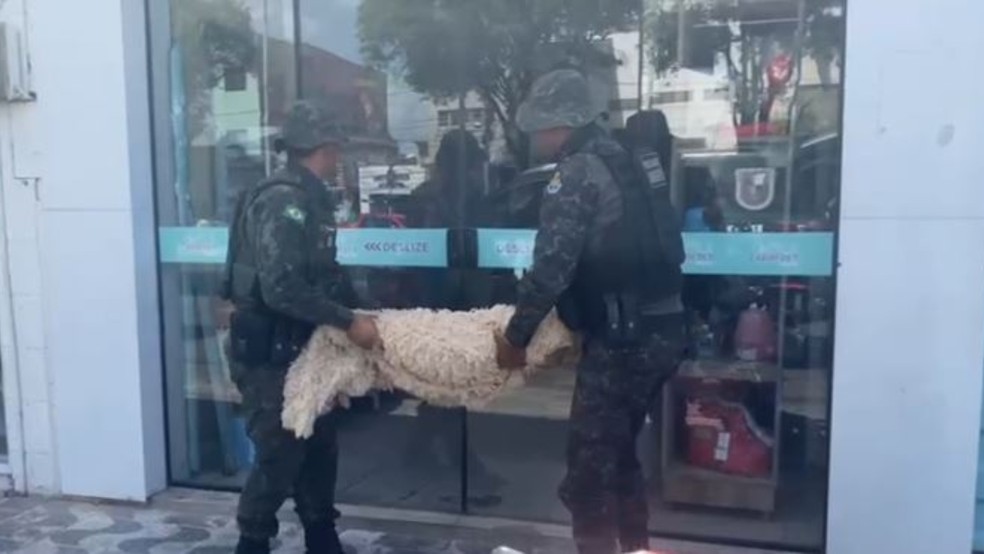 Corpo do cão foi encaminhado a uma clínica veterinária, onde um laudo técnico apontou sinais evidentes de maus-tratos prolongados. — Foto: PMCE/ Divulgação