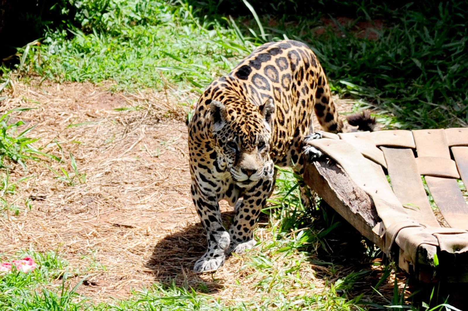 Resgatada após denúncia de tráfico, onça-pintada Luna morre aos 25 anos no Zoo de Limeira