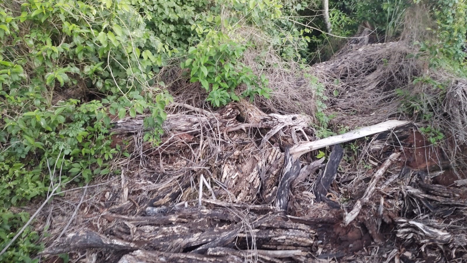 Fazendeiro recebe multa de R$ 1,9 mil por destruir área de vegetação nativa, em Nantes